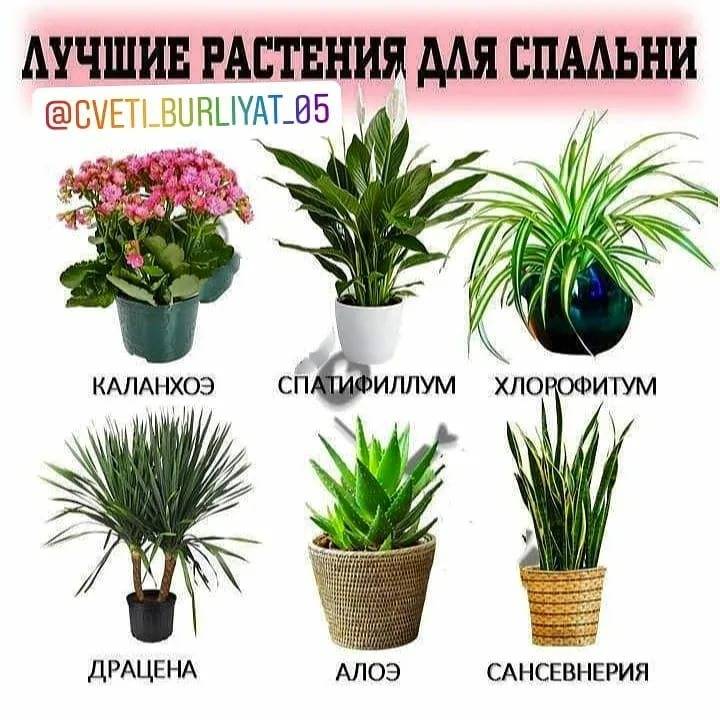 Рейтинг лучших комнатных растений для спальни - дарим позитив