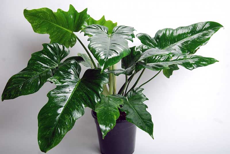 Уникальное быстрорастущее растение «филодендрон»: уход в домашних условиях, виды