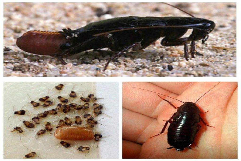 Мухи, муравьи, тараканы, опарыши в холодильнике: как бороться