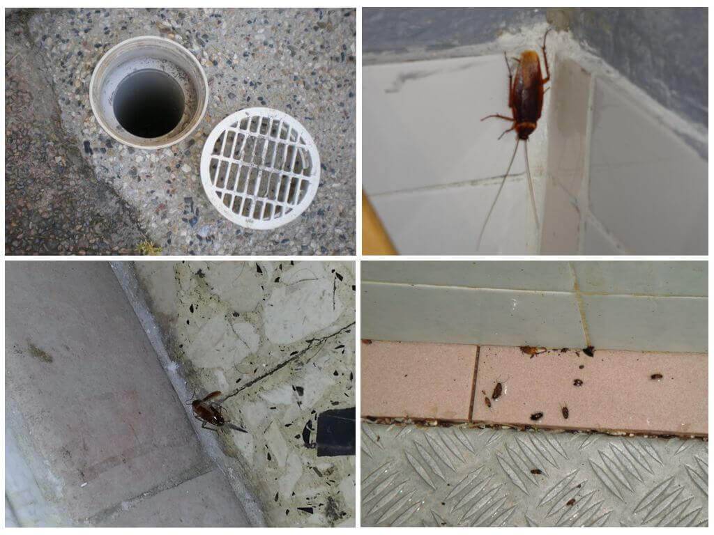 Чёрные канализационные тараканы  лезут из труб в квартире – чем травить, как бороться и как избавиться в домашних условиях