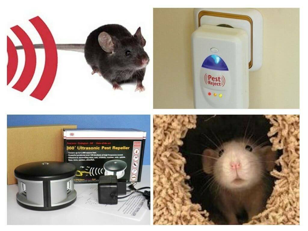 Как избавиться от мышей дома – проверенные советы
