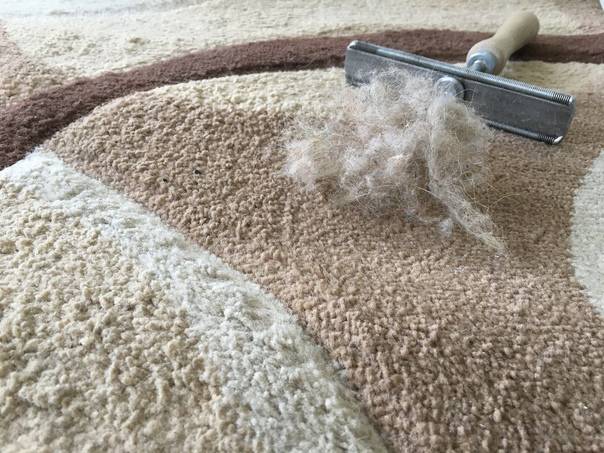 Как почистить ковер с длинным ворсом в домашних условиях: все о чистке белых и цветных длинноворсовых ковровых изделий