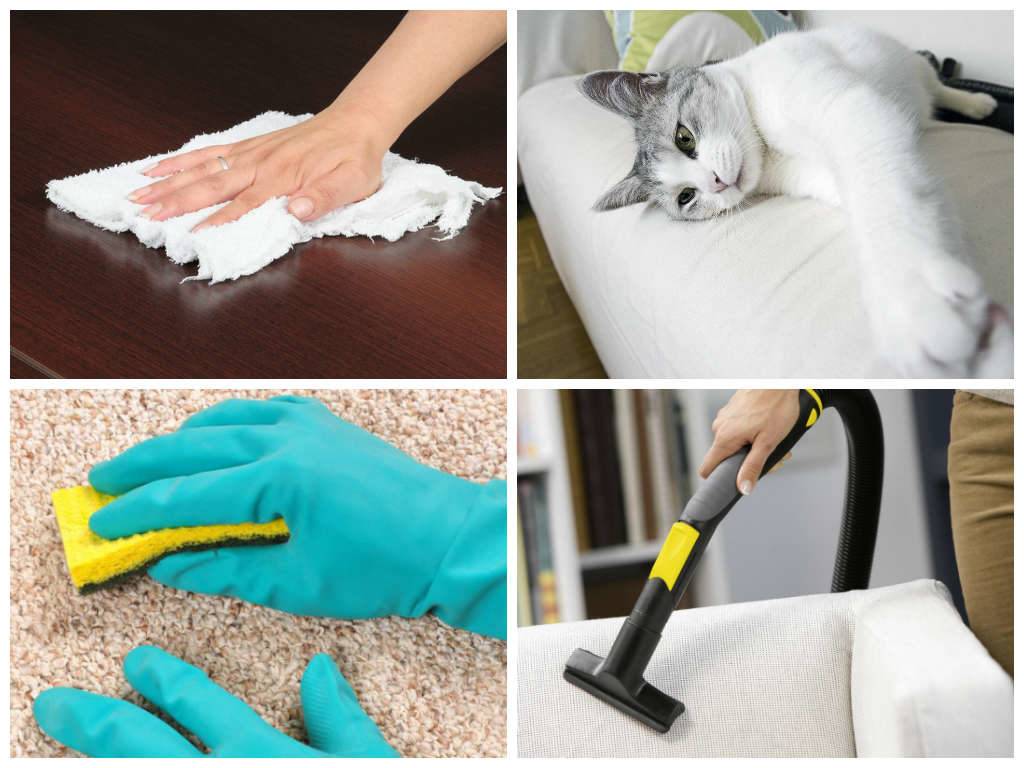 Как почистить ковер от кошачьей шерсти: советы, как убрать волосы кошки или кота с коврового изделия