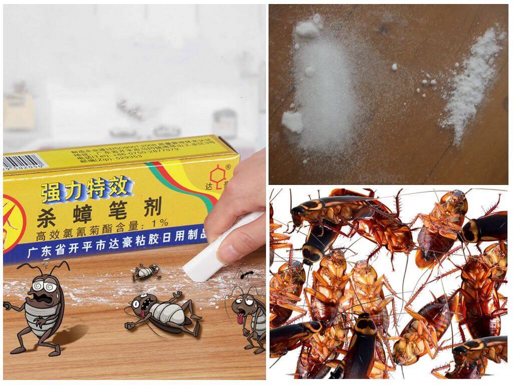Эффективные народные средства от тараканов: рецепты приготовления, советы по применению