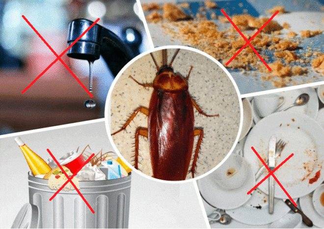 Как избавиться и вывести тараканов из холодильника
