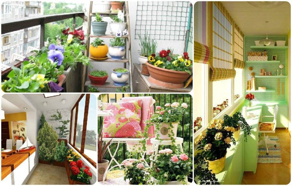 Цветы на балконе: разнообразие цветов для выращивания на балконе и лоджии в зависимости от стороны света, советы по выбору