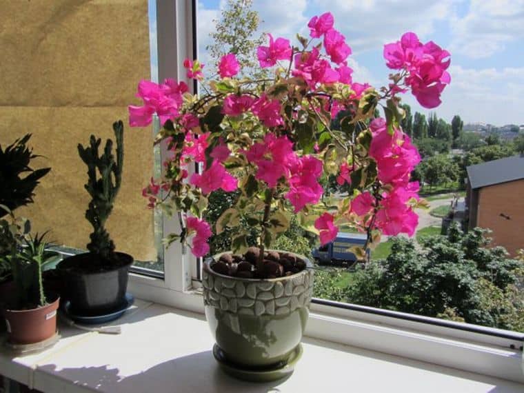 Бугенвиллия: выращивание и уход в домашних условиях, размножение и обрезка, фото цветка и значение для дома