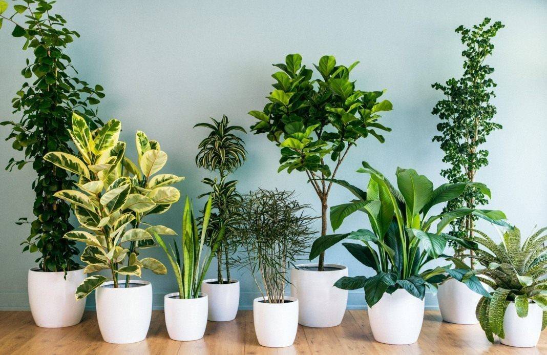 9 популярных растений, которые редко выживают дома