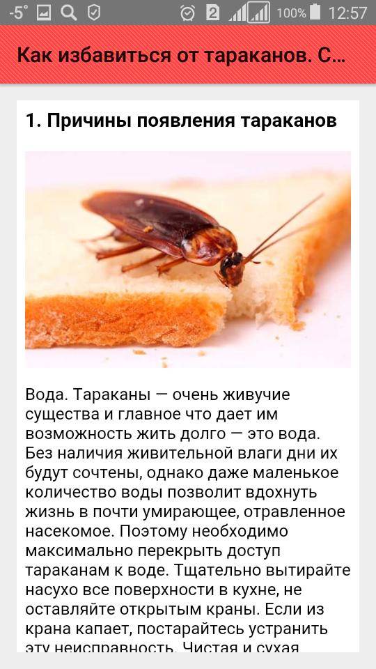 Как вывести тараканов в квартире навсегда