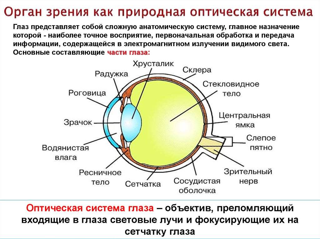 Какое изображение создает оптическая система глаза