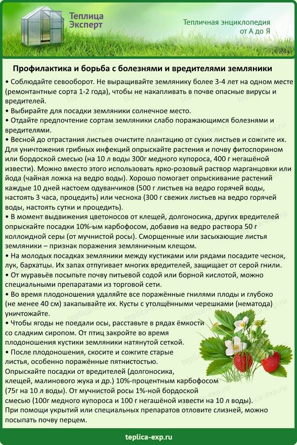 5 волшебных народных средств от насекомых-вредителей и болезней