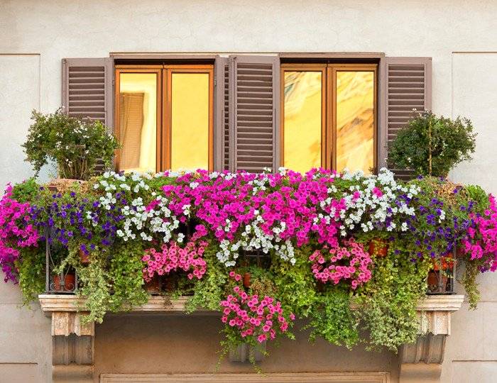 Цветы для балкона: какие можно выращивать - фото и названия, дизайн и оформление