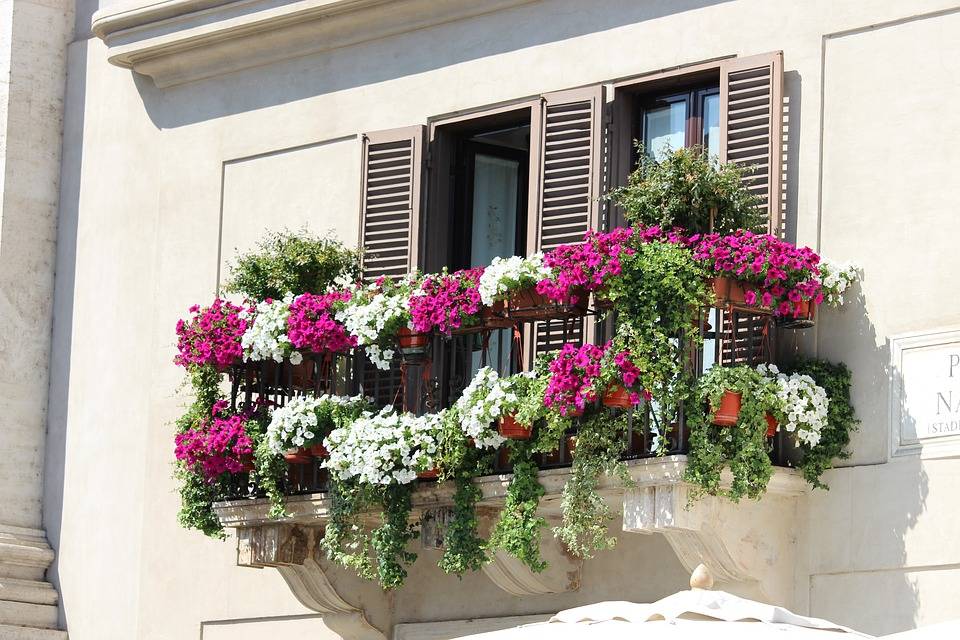 Балконные цветы: виды и сорта с фото, схемы композиций