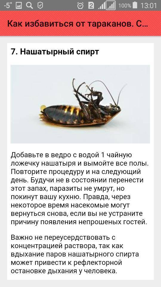 Как можно быстро и дешево вывести тараканов в домашних условиях?