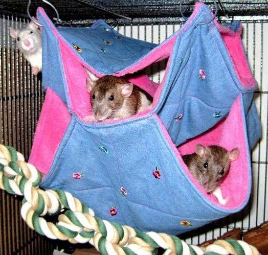 Гамак для крысы своими руками: как сделать и сшить из джинсовой ткани и носка, фото и выкройки, схема вязаного крючком
