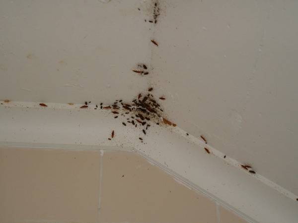 Как избавиться от рыжих тараканов в квартире и доме