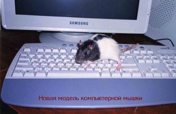 Самая дорогая мышка в мире: стоимость, функциональность, внешний вид