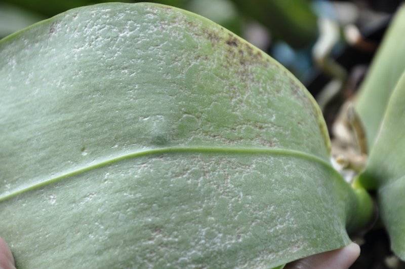 Чем обработать орхидею от вредителей: как правильно это делать и какие препараты существуют?