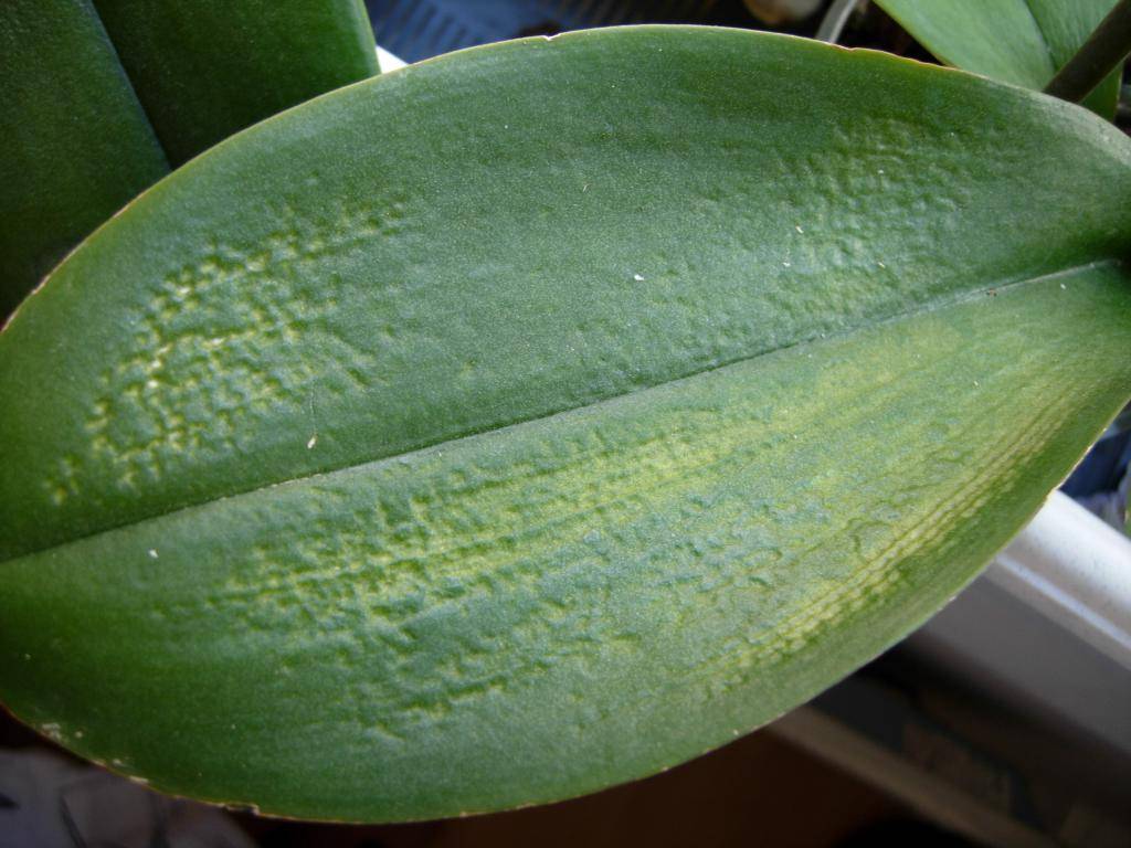 Часто встречающиеся вредители и болезни орхидей
