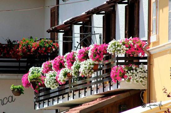 Какие цветы можно выращивать летом на балконе (южном, северном, западном, восточном)