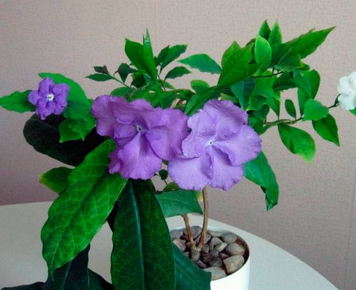 ✅ брунфельсия (комнатное растение): уход в домашних условиях, фото - tehnoyug.com