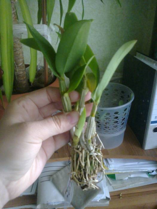 Орхидея дендробиум: фото, описание, сорта, особенности разведения и ухода - sadovnikam.ru