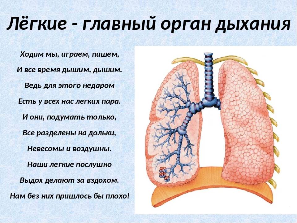 Презентация на тему дыхательная система человека