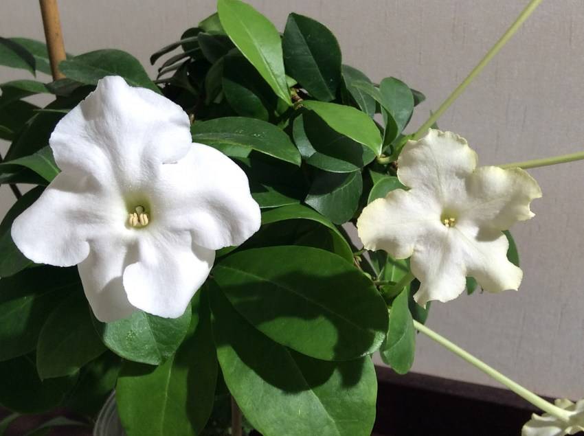 Брунфельсия фото растения, уход в домашних условиях за цветком, размножение и болезни