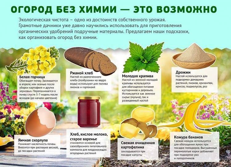 Когда опрыскивать картофель от колорадского жука