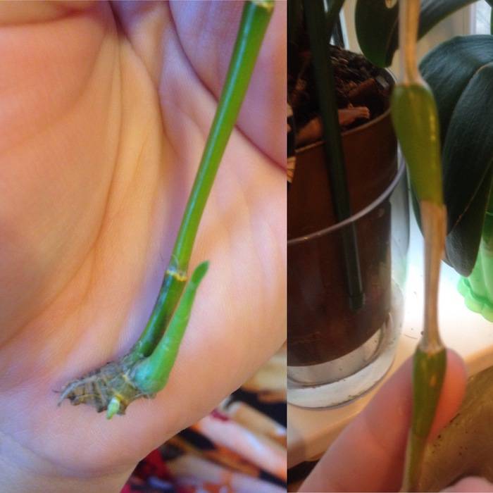 Пересадка орхидеи дендробиум и уход в домашних условиях, видео и фото, как рассаживать