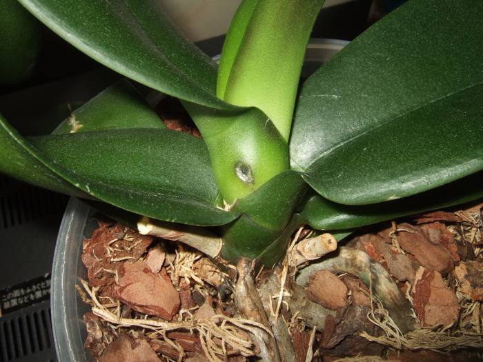 Враг не пройдет! болезни и вредители орхидей фаленопсис, их лечение и фото пораженных участков