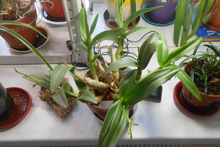 Дендробиум – изысканный гость из тропиков. как организовать правильный уход за орхидеей в домашних условиях?