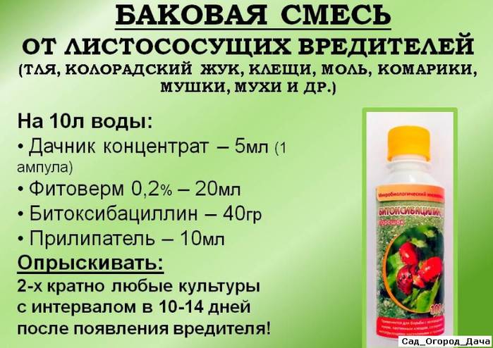 5 народных способов борьбы с колорадским жуком