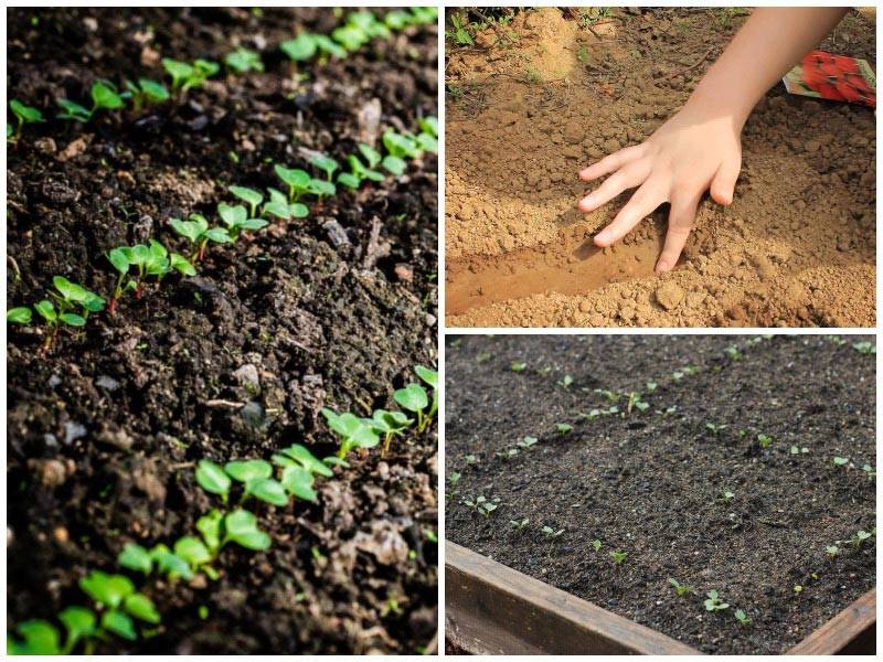 Поэтапное руководство для начинающих огородников: как посадить огурцы семенами правильно