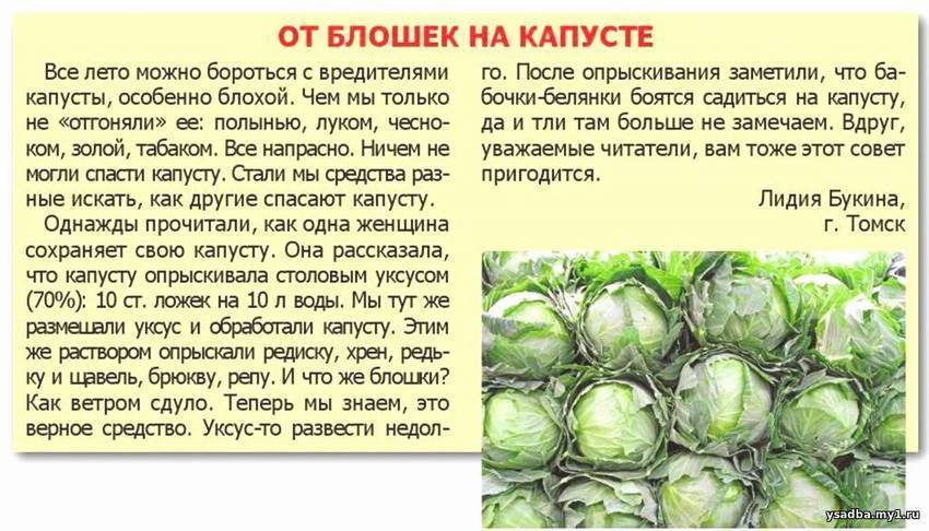 Колорадский жук