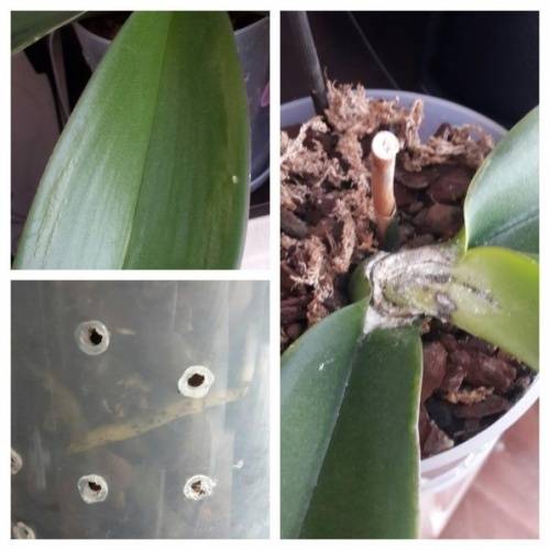 Вредители орхидей: названия паразитов с фото, лечение цветка от мелких насекомых и подуры, чем и как обработать растение от белых и черных жучков?