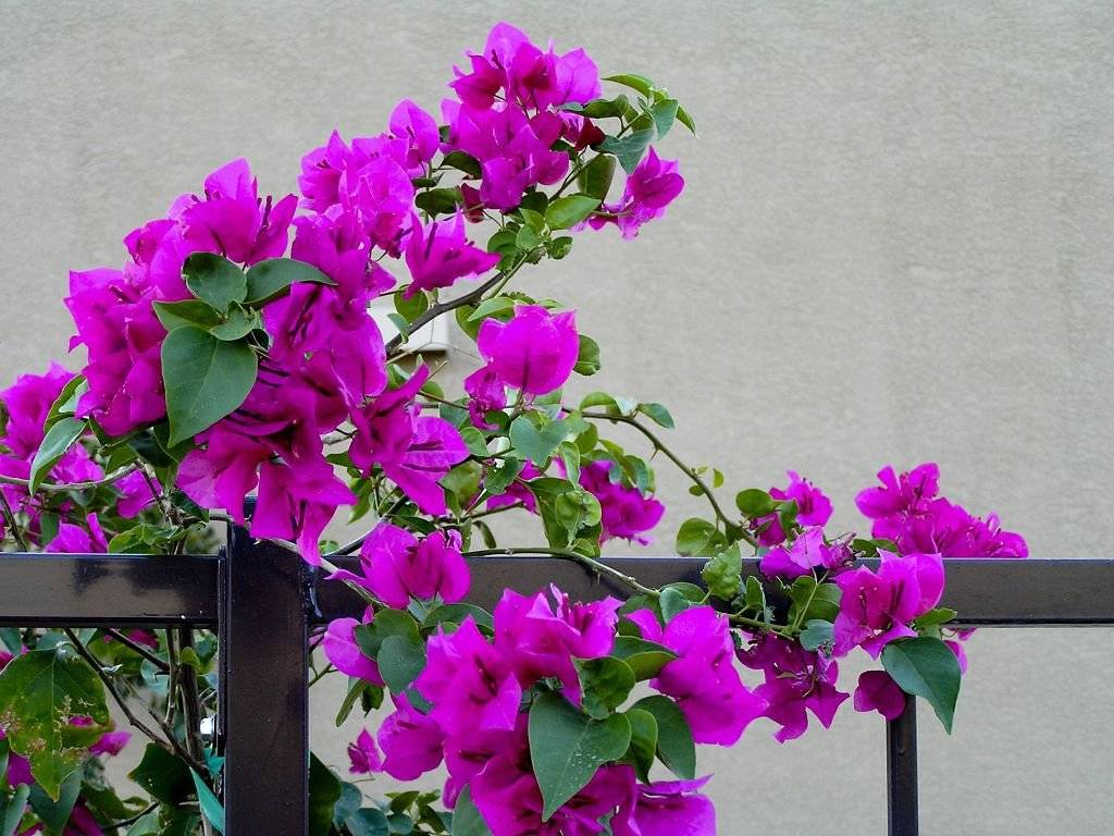 Цветок бугенвиллия: уход и содержание в квартире и открытом грунте, выращивание в домашних условиях