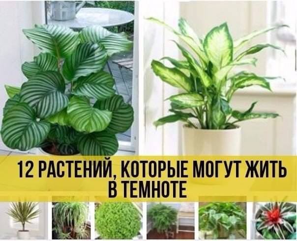 11 комнатных растений, которые почти не требуют ухода