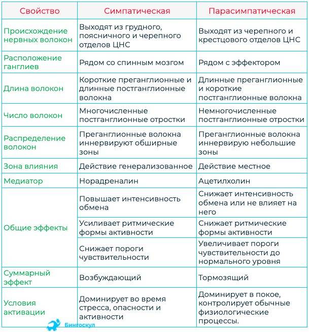 Особенности вегетативного отдела