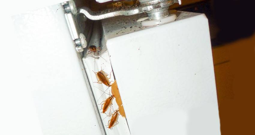 ❶ тараканы на кухне: что делать если увидел, что появились маленькие тараканы, как бороться, чтобы избавиться от них