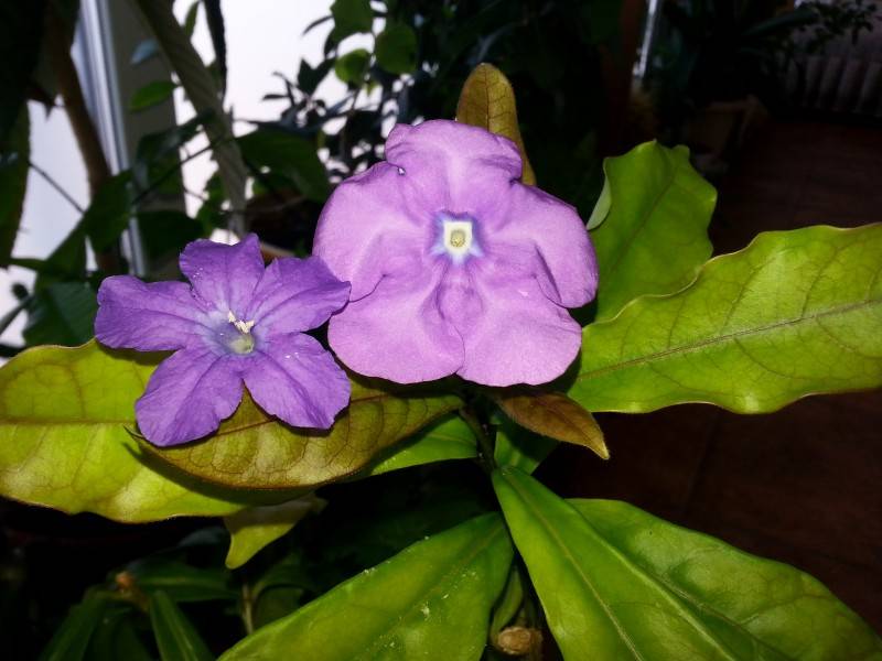 Брунфельсия: размножение и уход за цветком в домашних условиях, описание и фото сортов малоцветковая, крупноцветковая, австралийская, американа, комнатное растение