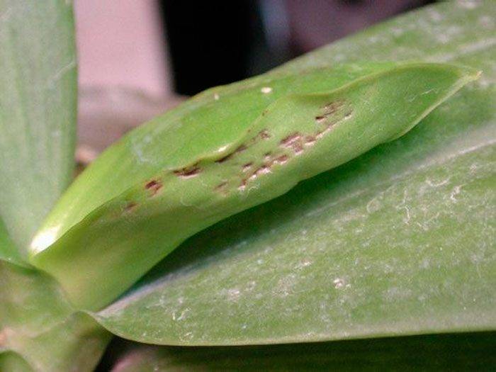 Фаленопсис — популярные сорта, посадка и уход, болезни и вредители