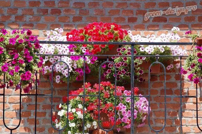 Какие цветы посадить на балконе: фото и названия растений для сада на лоджии