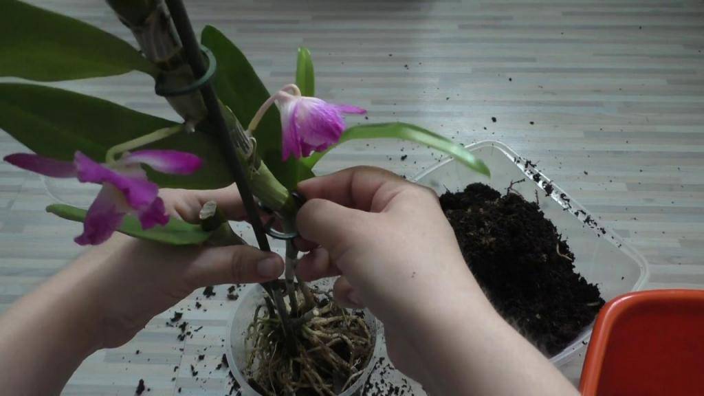 Уход за орхидеей дендробиум в домашних условиях: фото, а также как ухаживать за нобиле и благородным, какой горшок и грунт нужен, надо ли добавлять в субстрат землю? русский фермер