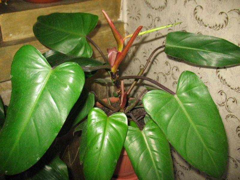 Филодендрон: комнатные разновидности этого растения, выращивание и уход за ним в домашних условиях