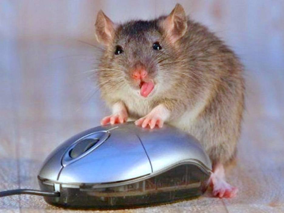 Выбираем хорошую компьютерную мышь для работы - рейтинг лучших мышек