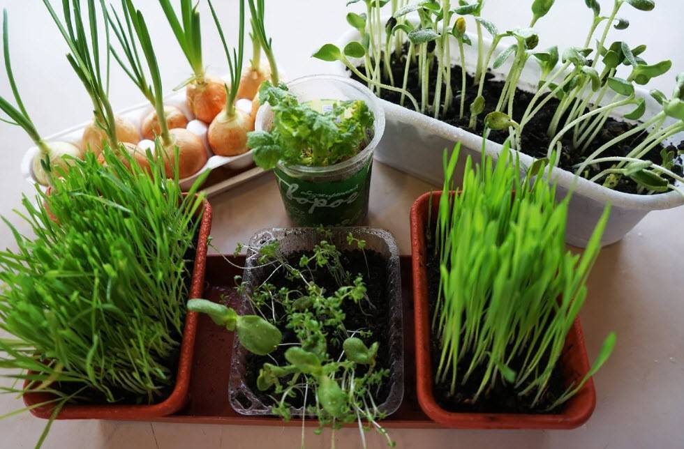 Огород на подоконнике: как организовать, что можно выращивать, правила ухода