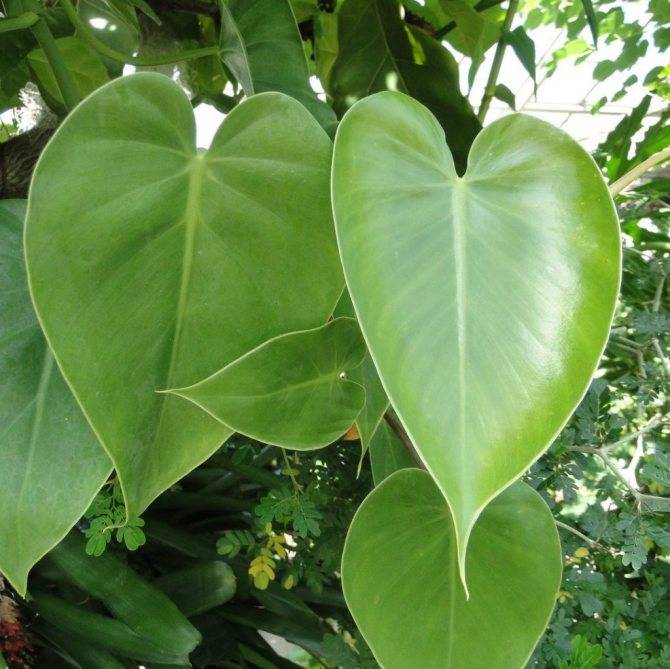 Филодендрон — особенности выращивания тропического красавца