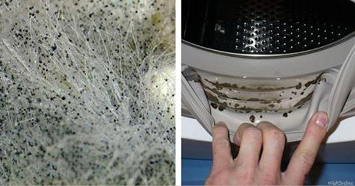 Плесень в стиральной машине – что делать