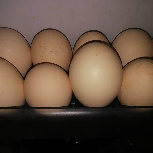 Как хранить яйца: необходимые условия и требования для хранения различных видов яиц (130 фото + видео)